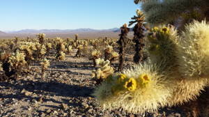 Joshua Tree National Park