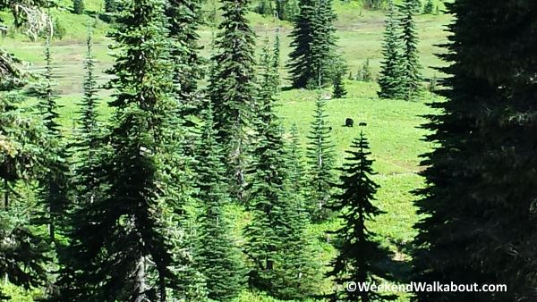 black-bears-in-meadow