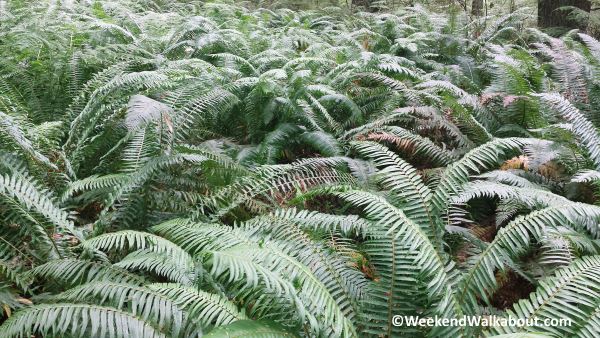 fern-patch