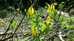 skunk-cabbage